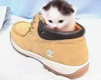 Kitty Porn